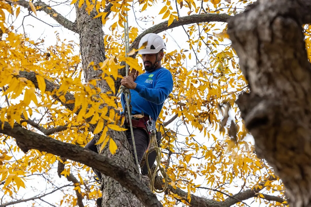 Skilled Tree Pruning crew working in Saint George